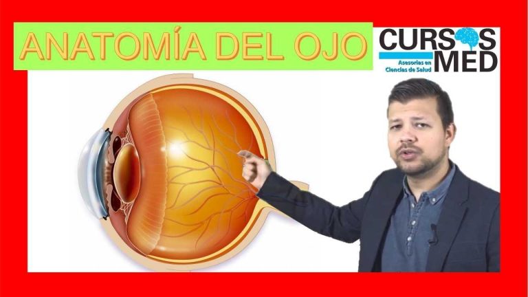 Anatomia Del Ojo Humano