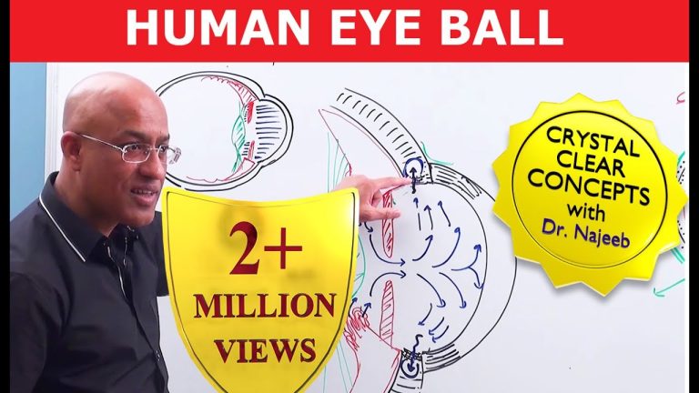 Anatomical Features Of Eye