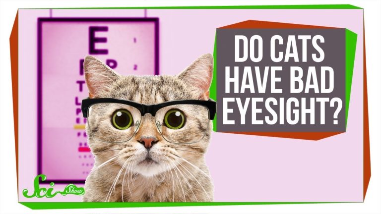 Are cats farsighted?