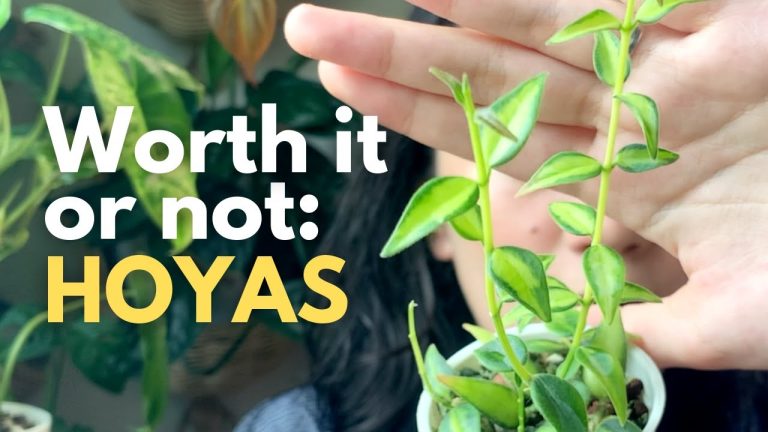 Are Hoya poisonous to kids?