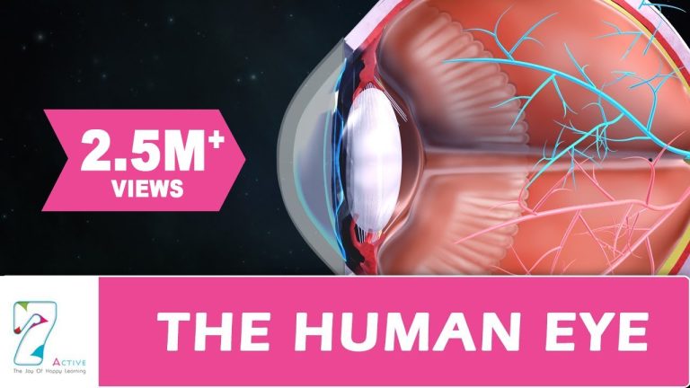 Eye Conditions In Humans