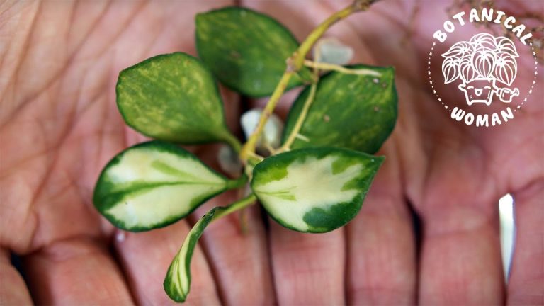 Hoya Australia