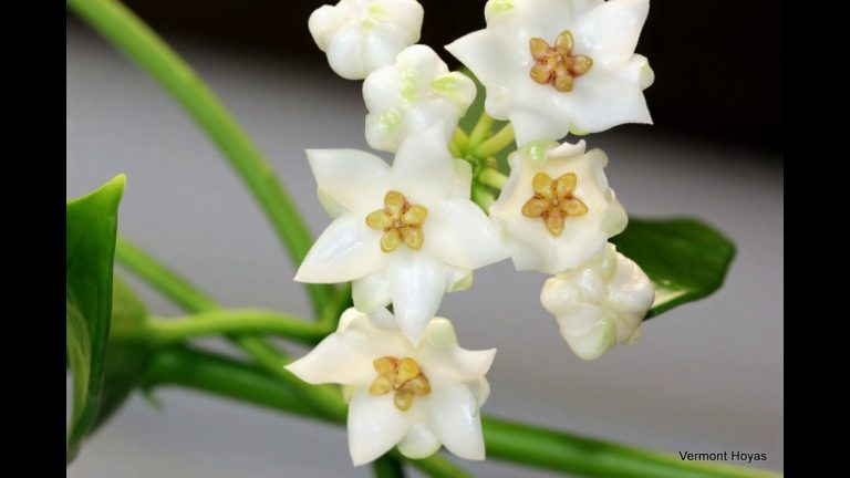 Hoya Balaensis