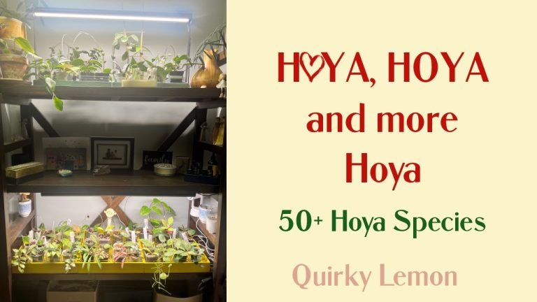 Hoya Cloth