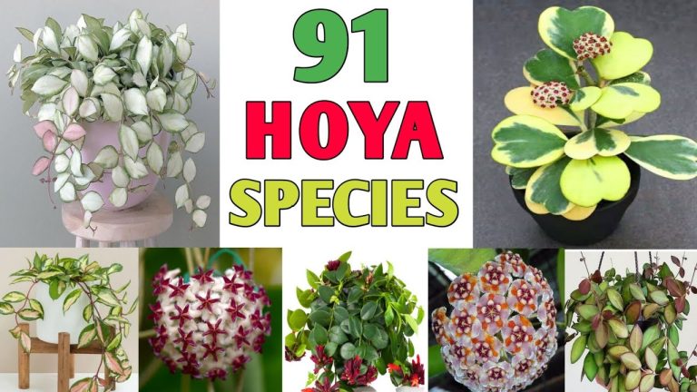 Hoya Identification Chart