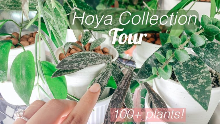 Hoya Safety Catalog