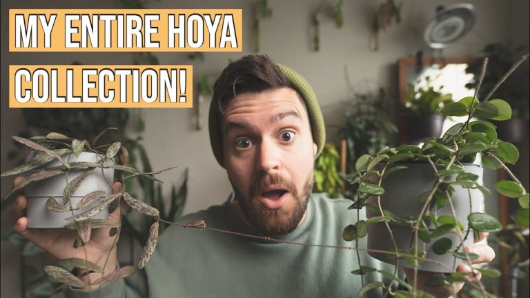 Hoya Spanish