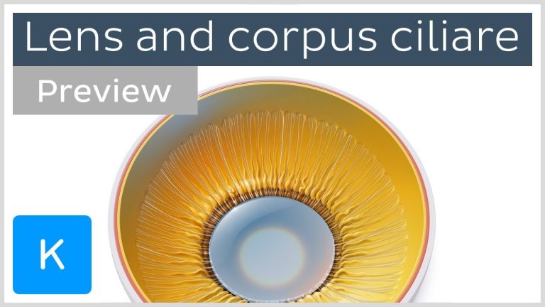 Physiology Of Lens