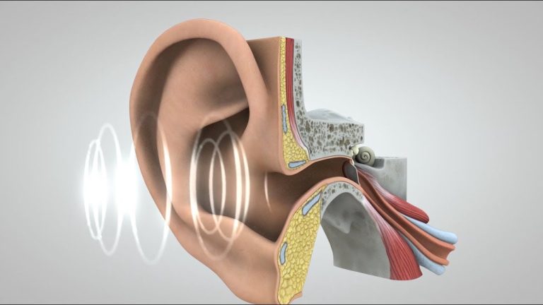 Physiology Of Sight