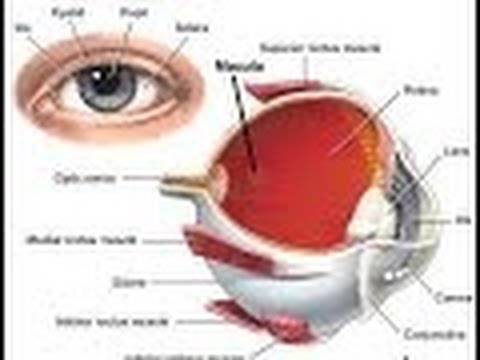 The Physiology Of Vision