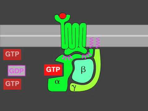 What are cone receptors?