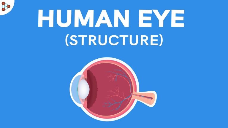 What are the 7 main parts of the eye?