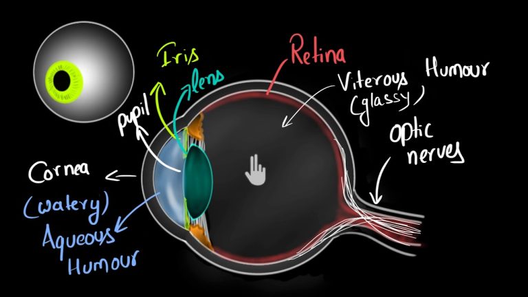 What are the 7 structures of the eye?