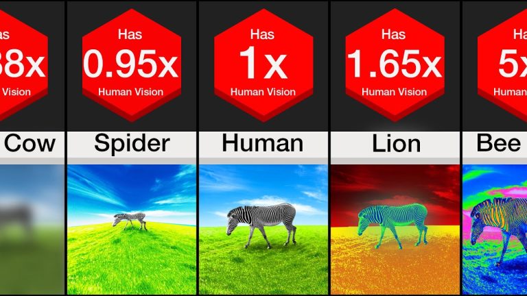 What does +0.25 mean on an eye test?