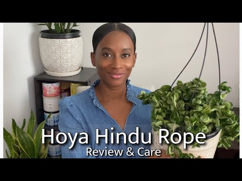 What is Hoya Compacta?