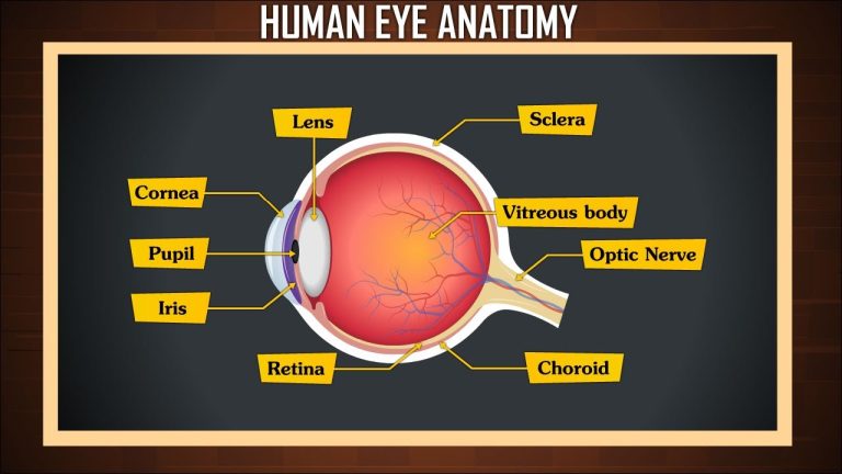 What part of your eye do you see with?