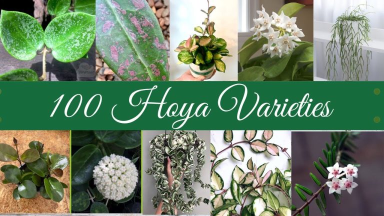 What time of year do Hoyas flower?